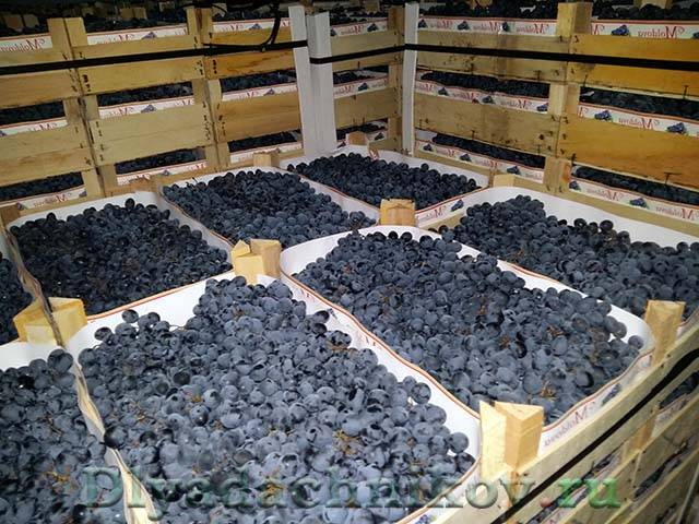 Как сохранить черенки винограда до весны в погребе, в земле, холодильнике - vinograd-loza