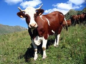 Сколько весит корова в среднем и как узнать вес без весов