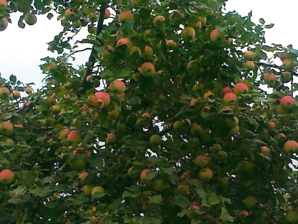Башкирская красавица (яблоня): описание сорта и отзывы садоводов