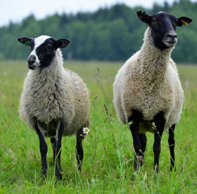 Романовская порода овец: описание, разведение и содержание