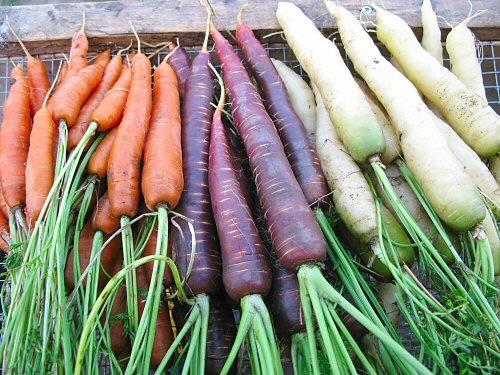 Белая морковь: описание, сорта. фиолетовая морковь: описание, сорта