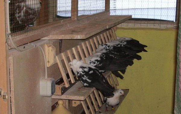 Лозеваль для голубей: инструкция по применению лекарства, советы