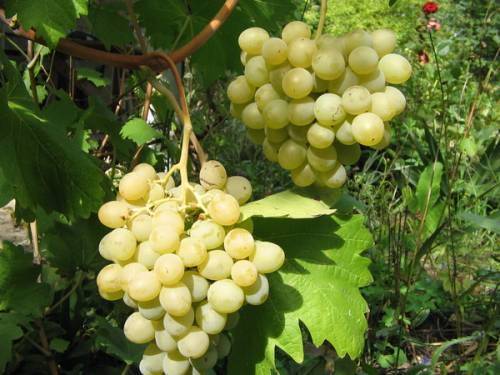 Виноград фрумоаса албэ: описание сорта, фото