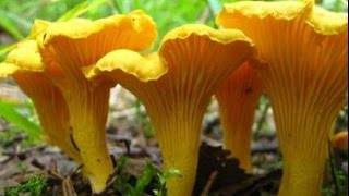 Название грибов, которые можно есть сырыми (+27 фото)