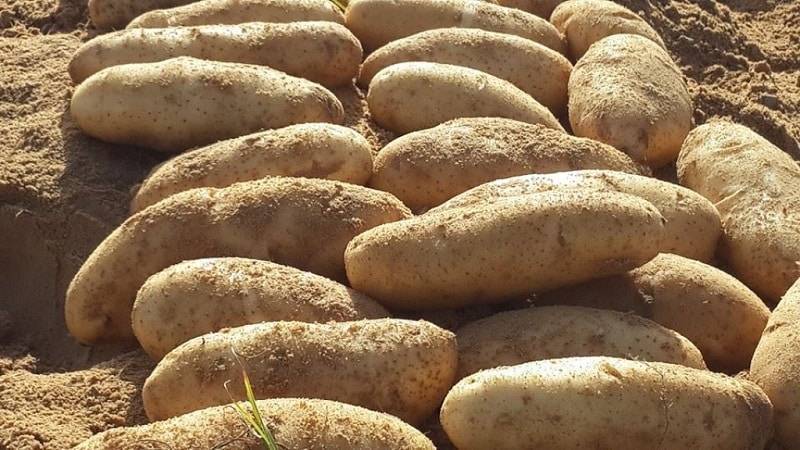 Картофель сорта "лапоть": описание и фото сибирского овоща, а также характеристики клубней и инструкция по выращиванию