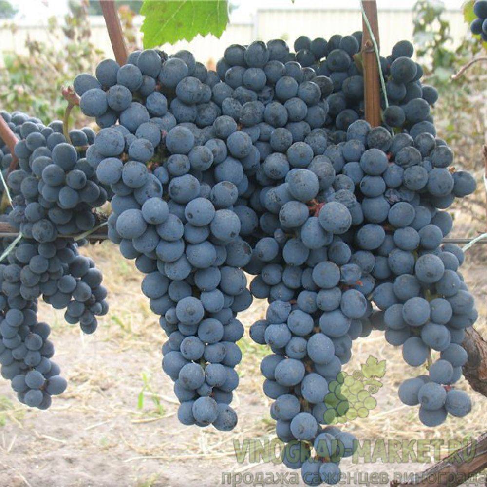 Описание сортов винограда для северных широт