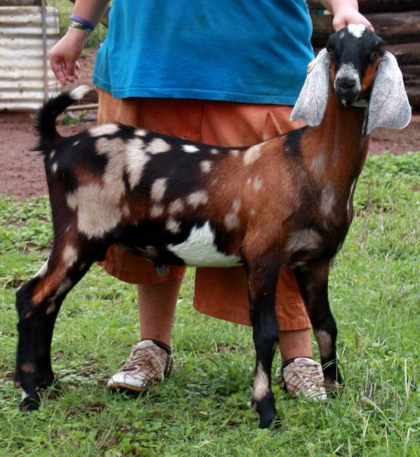 Англо-нубийские козы: подробное описание породы, особенности разведения и содержания