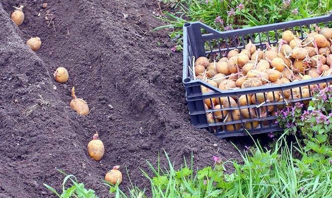 Картофель «аврора»: описание сорта, достоинства и недостатки. как получить высокий урожай картофеля «аврора»