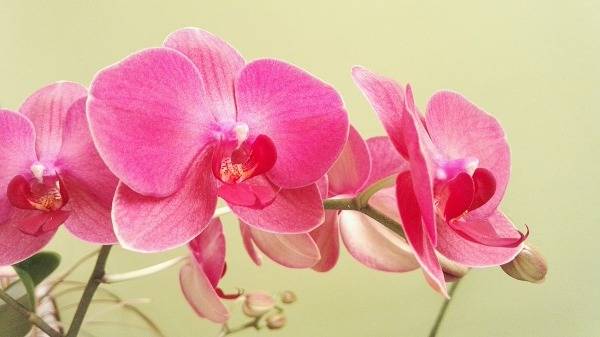 Каких цветов бывают орхидеи?