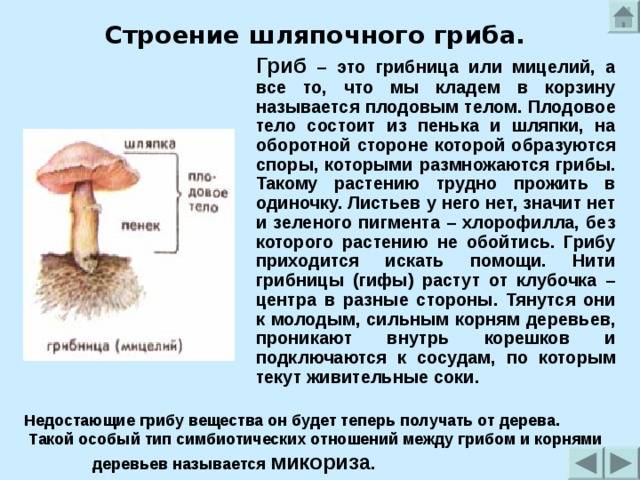 Изучение грибов как называется