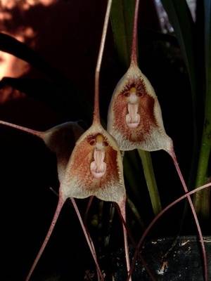 Орхидеи дракулы и масдевалии–сорта и уход за этими цветами | сайт о саде, даче и комнатных растениях.