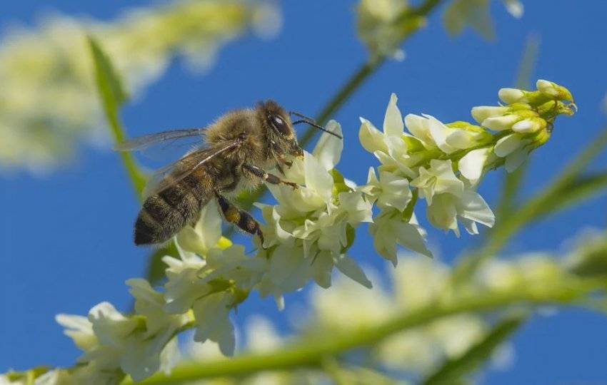Медоносные растения для пчел