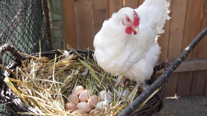 Куры несут мелкие яйца: причины, что делать, профилактика