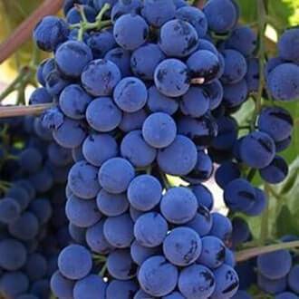 Левокумский виноград: описание сорта