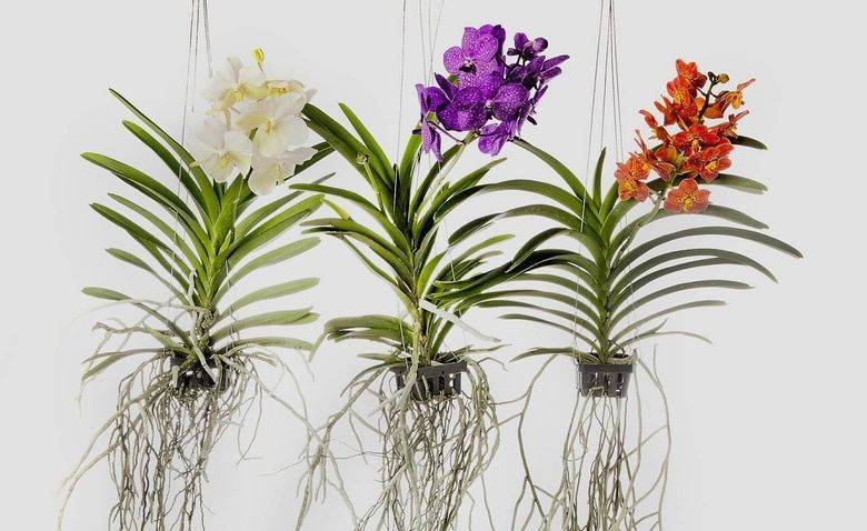 Орхидея ванда (55 фото): уход в домашних условиях. что делать, если она сбросила листья? выращивание в стеклянной колбе синих и голубых цветов