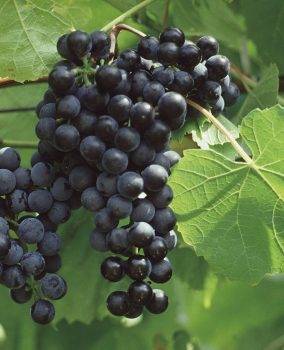 Сорта винограда для средней полосы россии с фото и описанием