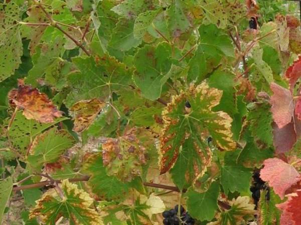 Почему желтеют листья у винограда – дачные дела