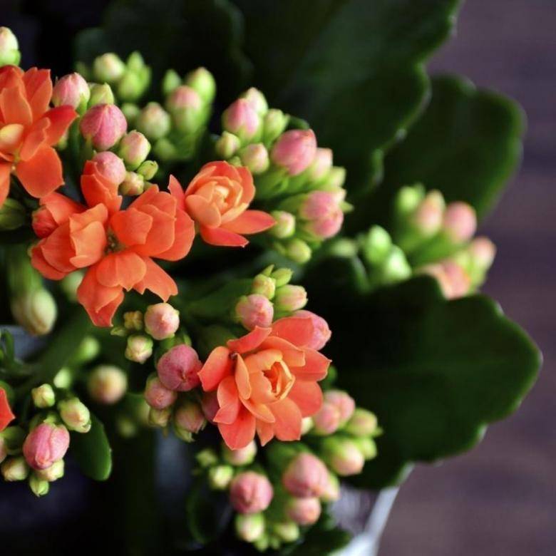 Каланхоэ цветущее: почему не цветет в домашних условиях? как заставить растение цвести? selo.guru — интернет портал о сельском хозяйстве