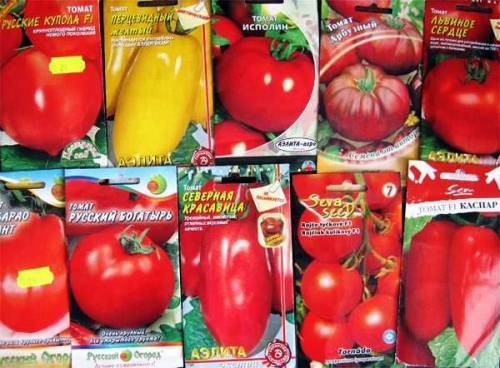 Какие самые лучшие, урожайные и стойкие к болезням сорта томатов для теплицы