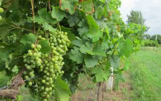 Как правильно посадить виноград осенью черенками