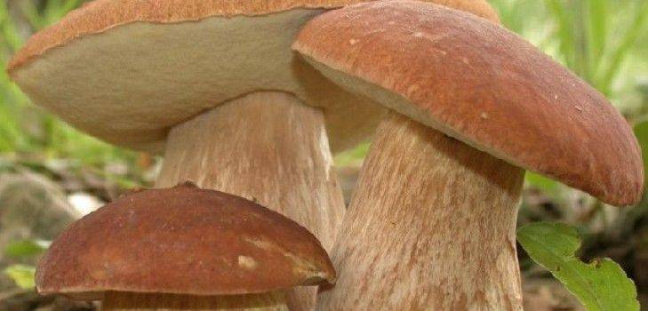 Как заморозить белые грибы на зиму, что приготовить из замороженных боровиков