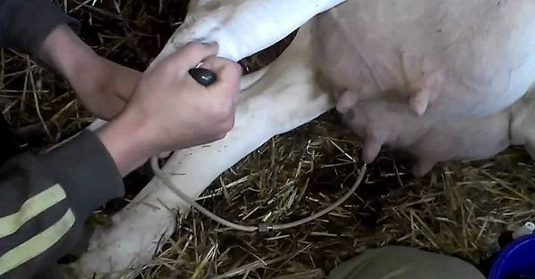 Родильный парез коров: признаки заболевания, его лечение и профилактика ао "витасоль"
