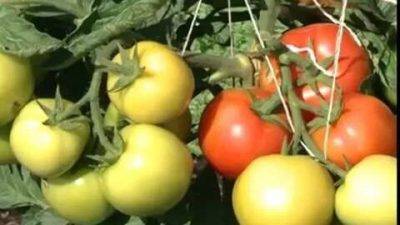 Когда высаживать помидоры под укрывной материал (видео)
