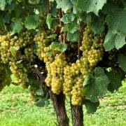 Описание сорта винограда левокумский, характеристики сорта, устойчивость к морозам