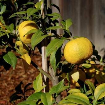 Японский лимон юдзу фрукт: описание сорта