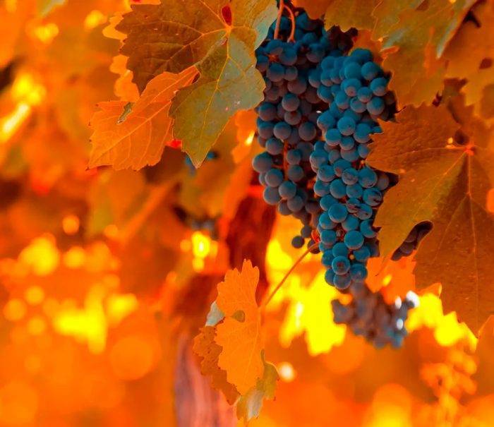 Виноград — декабрьский: особенности сорта и специфика выращивания с фото и отзывами
