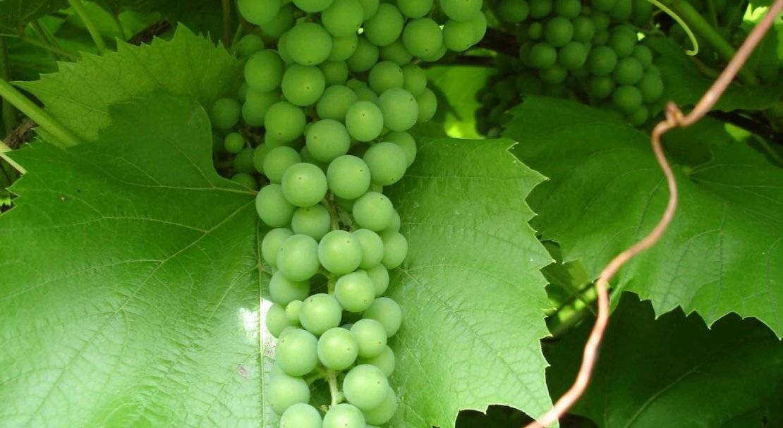 Виноград дружба: описание сорта, основные характеристики и особенности выращивания