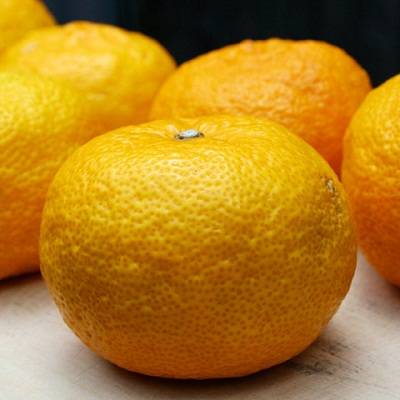 Как отличить лимон от апельсина. ошибки при выращивании цитрусовых (лимон, мандарин).