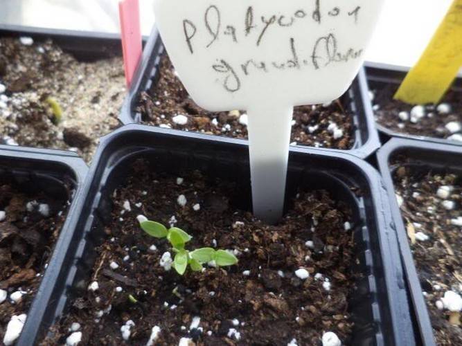 Платикодон (53 фото): описание ширококолокольчика крупноцветкового. как вырастить из семян? сорт «астра блю», белые и синие многолетники
