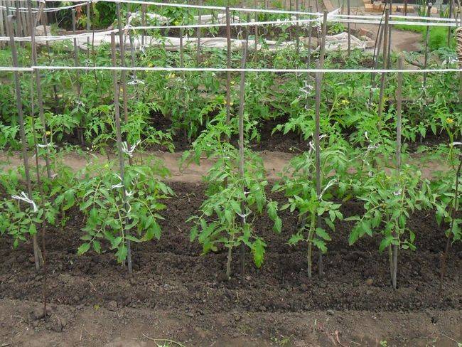 Что можно посадить после помидоров на следующий год в теплице и открытом грунте