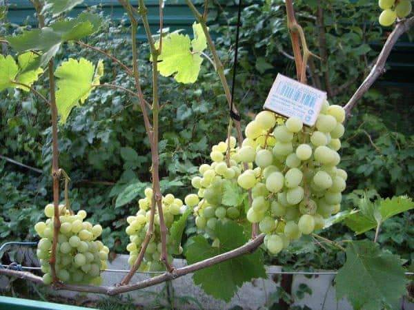 Описание и характеристики сорта винограда настя, плюсы и минусы, правила выращивания