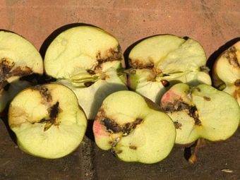 Яблонная плодожорка - борьба и профилактика