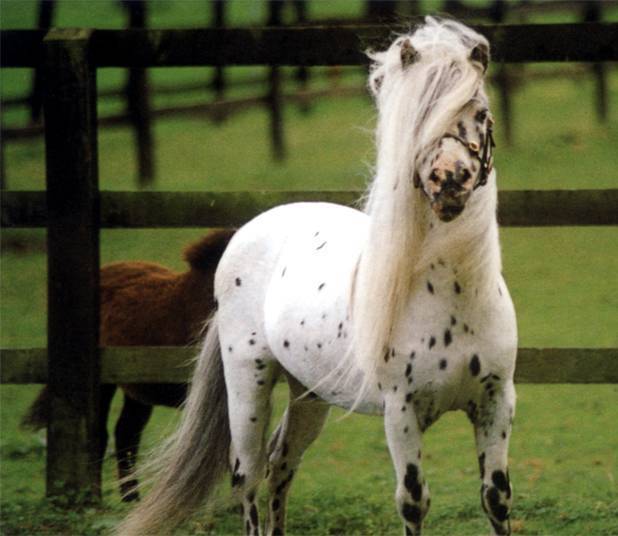 Лошадь фалабелла: описание и характеристики породы, правила содержания
