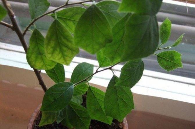 Клубничное дерево кудрания: как вырастить дерево дома и на участке