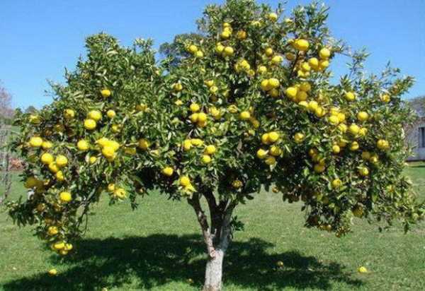 Сорт груши кокинская — устойчивое дерево и вкусные плоды