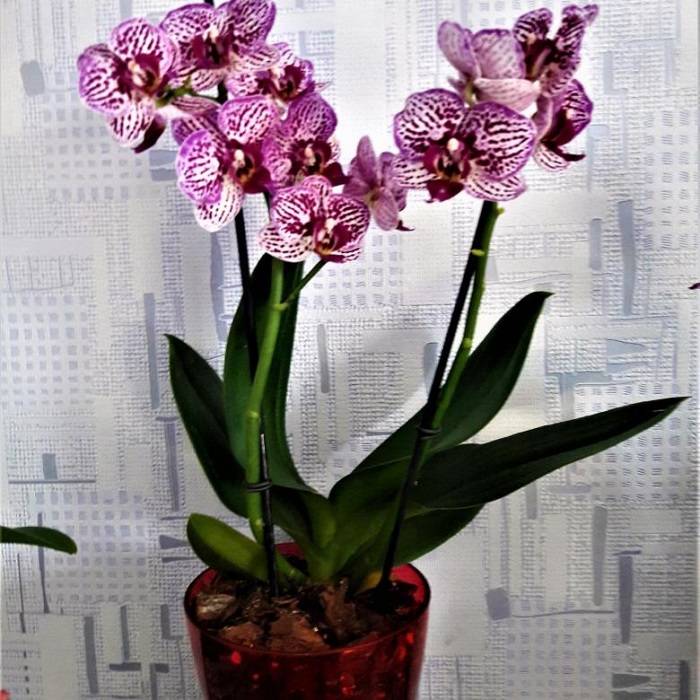 Все о том, как вырастить орхидею в домашних условиях из семян, купленных в китае