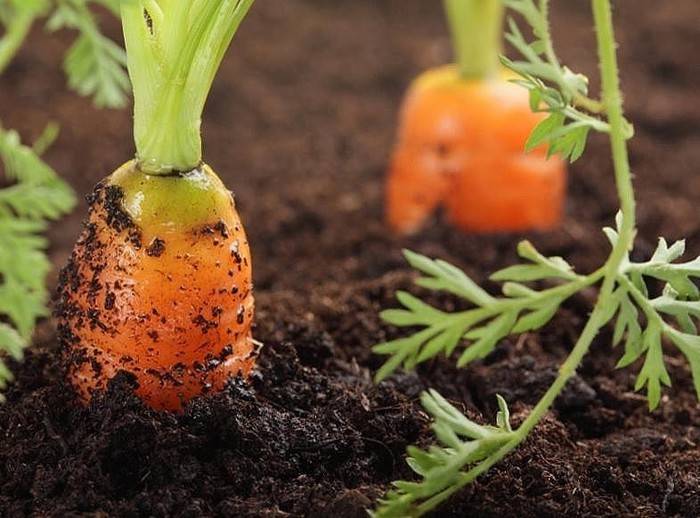 Когда сажать морковь в открытый грунт, как ухаживать, чтобы получить ровные и вкусные корнеплоды