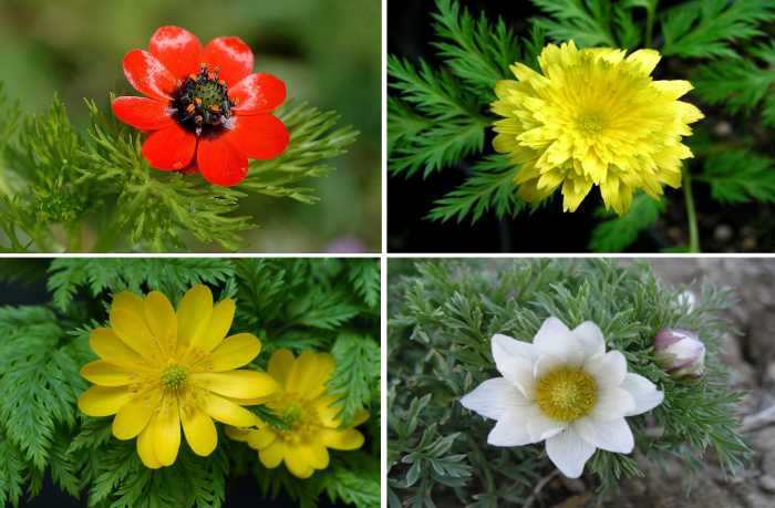 Растение адонис весенний (горицвет): фото, описание цветка из красной книги, выращивание адониса