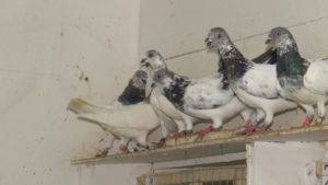 Венгерские голуби: фото, описание