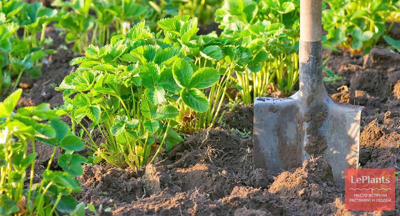 Как ухаживать за клубникой весной и летом: как правильно поливать, чем кормить, как защищать урожай