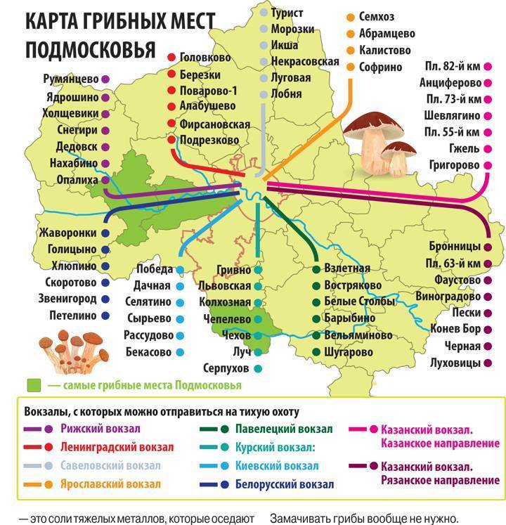 Грибы ростовской области 2021: когда и где собирать, сезоны и грибные места