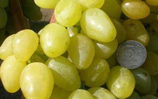 Виноград зарница: описание сорта с характеристикой и отзывами, особенности посадки и выращивания, фото