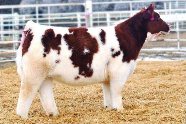 Шотландская корова (30 фото): характеристика и особенности коров породы хайленд. интересные факты о шотландской высокогорной корове