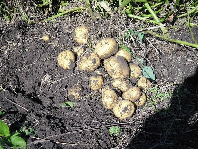 Урожайность картофеля: сколько килограмм можно собрать с 1 сотки