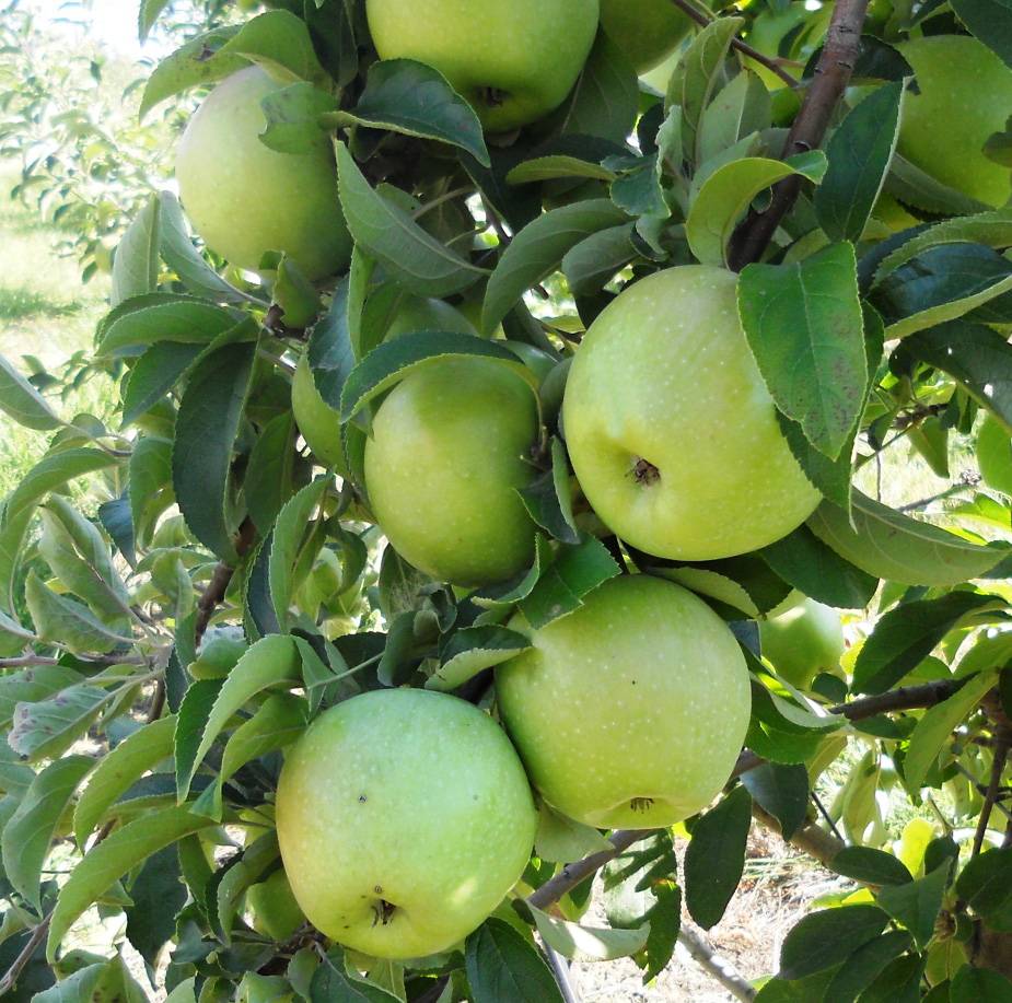 Знаменитое яблоко ренет симиренко