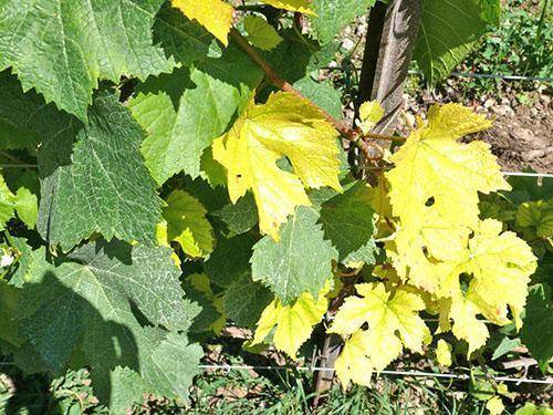 Желтеют листья винограда – 8 основных причин и способы решения проблемы